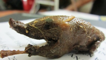 Cận cảnh một con chim sẻ quay trá hình giống vịt con... như lột!