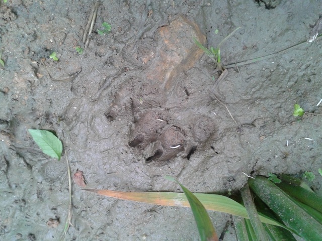 Vết chân hổ tại Yên Bái được người dân chụp lại. (Ảnh: Tin tức)