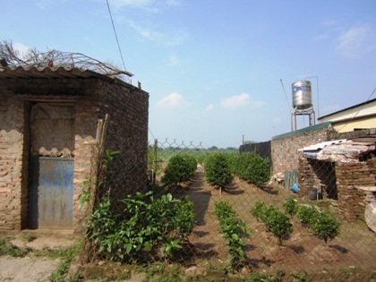 Cánh đồng quất Tứ Liên bị xâm hại, cắt nát nguy cơ xóa sổ một thương hiệu nổi tiếng cả nước.