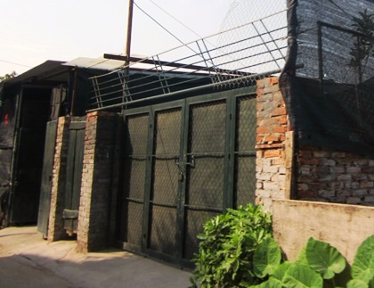 Nhà không phép “mọc” thành xóm ngay giữa cánh đồng quất Tứ Liên