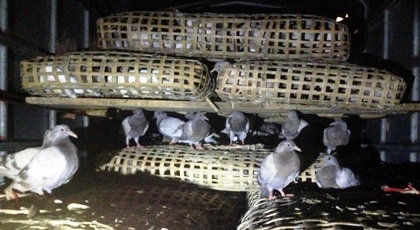 Số chim bồ câu lậu bị bắt giữ.