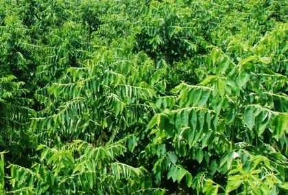 Thậm chí rau không sâu cũng được phun thuốc.