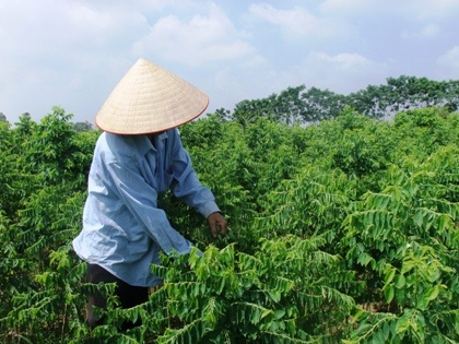 Rau ngót tắm thuốc trừ sâu đang là mối lo ngại với người tiêu dùng.