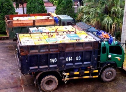 Bắt 10 tấn gà thải Trung Quốc định "tuồn" vào nội địa - 1 3 xe tải chở 10 tấn gà lậu bị bắt giữ trên đường tuồn về nội địa.