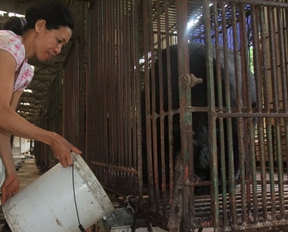 Khẩu phần ăn của gấu bị cắt giảm chỉ còn như nuôi heo do giá mật rớt thảm hại.