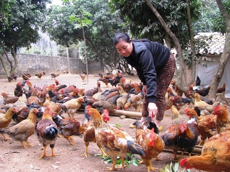 Gà thải không rõ nguồn gốc xâm nhập “thủ phủ” gà đồi Yên Thế - 1 Gà thải không rõ nguồn gốc xâm nhập “thủ phủ” gà đồi Yên Thế