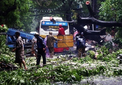 Chiếc xe buýt bị cây đè bẹp phần đuôi.