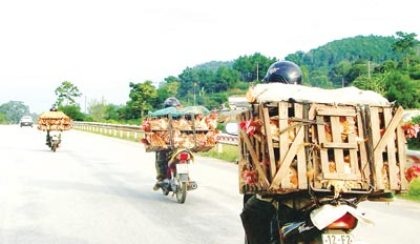 Thâm nhập đường dây buôn gia cầm lậu vùng biên - 2 Cửu vạn chở gà lậu lợi dụng khi các cơ quan chức năng thiếu kiểm soát chạy rầm rầm trên Quốc lộ.