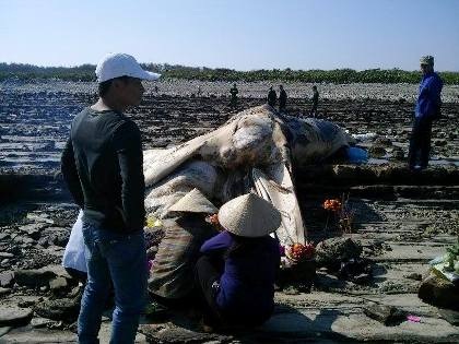 Cá voi dài 10 mét chết dạt vào đảo Bạch Long Vĩ - 4 Ng