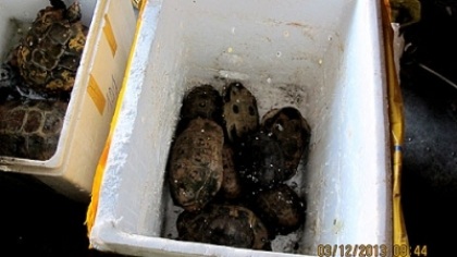 Phá vụ buôn lậu, phát hiện lô rùa có nguy cơ tuyệt chủng - 1 Số rùa quý hiếm đươc bắt giữ trong vụ buôn lậu. (ảnh: Nhân dân)