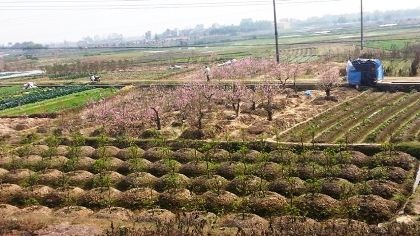 Hiu hắt vựa đào Tết lớn nhất miền Bắc ngày cuối năm - 5 Đào bung nở ngay trên cánh đồng khiến người trồng đào ngao ngán.