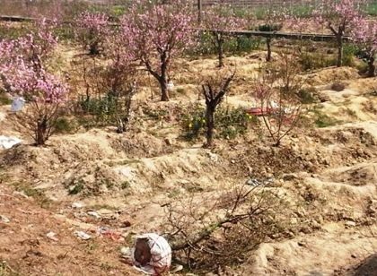 Hiu hắt vựa đào Tết lớn nhất miền Bắc ngày cuối năm - 7 Những cây đào chào hàng trên Quốc lộ cũng ế khách chiều cuối năm.