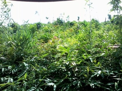 Lạng Sơn: Người dân khốn khổ vì cách làm việc bất nhất của chính quyền - 2 Lạng Sơn: Người dân khốn khổ vì cách làm việc bất nhất của chính quyền