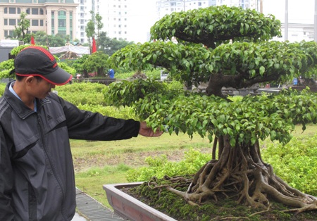 2.500 cây cảnh, cổ vật quý lần đầu tham dự triển lãm - 2 2.500 cây cảnh, cổ vật quý lần đầu tham dự triển lãm - 2