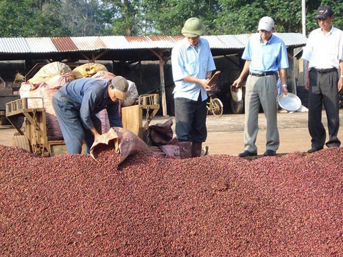 Nhãn hiệu cà phê Buôn Ma Thuột: Còn cơ hội lấy lại - 1 Nhãn hiệu cà phê Buôn Ma Thuột: Còn cơ hội lấy lại - 1