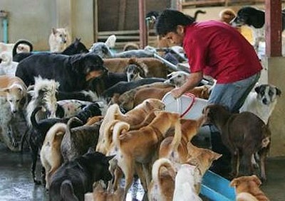 Việt Nam là một trong những trọng điểm buôn bán thịt chó - 1 Thịt chó là món ăn khoái khẩu của nhiều người