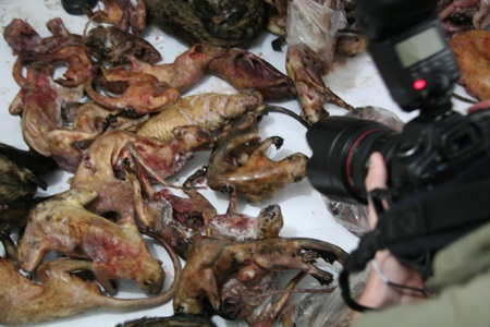 Thu giữ hàng trăm kg thịt mốc chờ được “phù phép” thành... đặc sản - 2 Trong đó có cả cầy hương lâu ngày đã thâm, mốc đợi bán cho thực khách. (Ảnh: Võ Trang)