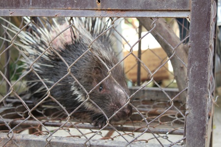 Thu giữ hàng trăm kg thịt mốc chờ được “phù phép” thành... đặc sản - 3 Cá thể nhím được giải cứu.