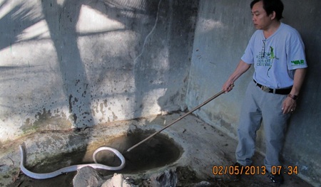 Ông Lê Xuân Lâm và cá thể Rắn hổ ngựa khác lạ.