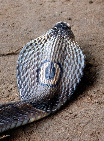 Rắn hổ mang đất tại Trạm Cứu hộ ĐVHD Củ Chi