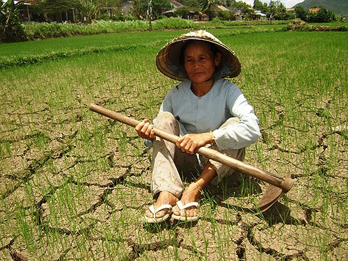 Khô hạn nghiêm trọng kéo dài tại miền Trung và Tây Nguyên - 1 Khô hạn kéo dài tại miền Trung và Tây Nguyên khiến người dân điêu đứng