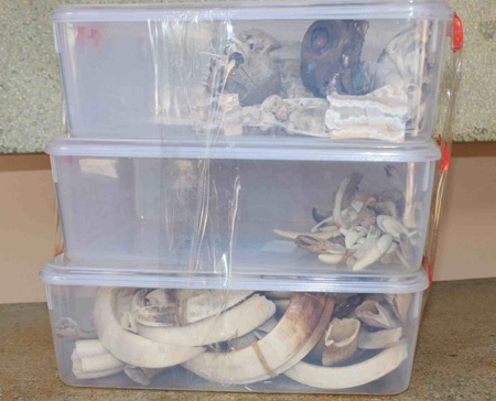 Tịch thu hàng loạt sản phẩm từ động vật hoang dã tại hộ gia đình - 1 Nhiều sản phẩm từ động vật hoang dã bị cơ quan chức năng thu giữ tại hộ gia đình