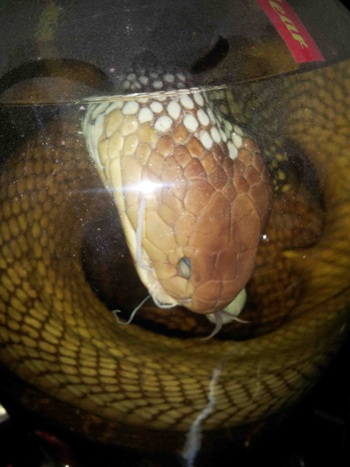 Bắt giữ nhiều sản phẩm từ động vật hoang dã bày bán công khai - 3 Hổ chúa trong bình rượu.