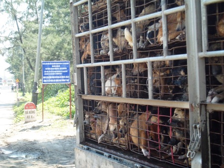 Buôn bán chó xuyên quốc gia góp phần bùng phát bệnh dại