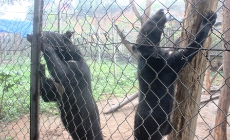 Hai cá thể gấu ngựa là tang vật của một vụ buôn lậu qua biên giới Lào vào Việt Nam