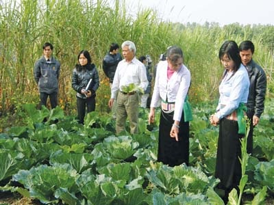 Vùng trồng cao su mà cứ dạy nuôi công, nuôi phượng! - 1 Nhiều địa phương phản ánh Đề án Đào tạo nghề cho lao động nông thôn đang thiếu tính thực tế.