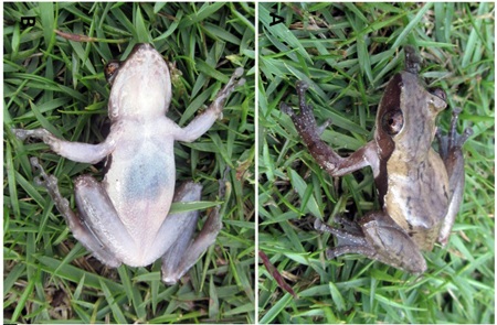 Xác nhận loài ếch hiếm gặp ở Việt Nam - 1 Loài ếch hiếm gặp mới được phát hiện tại Điện Biên.