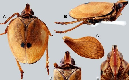 Việt Nam tìm thấy loài côn trùng hiếm gặp trên thế giới - 1 Loài côn trùng mới được công bố tìm thấy tại miền Bắc nước ta.