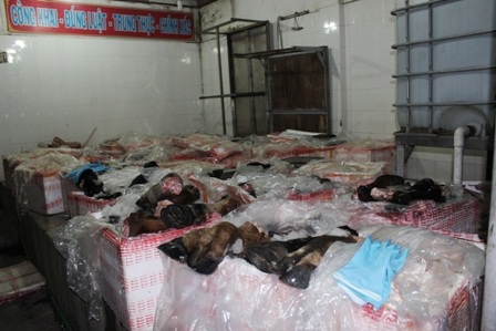 Số phụ phẩm trâu bò gần 2 tấn trên xe tải bị trạm KDĐV Thủ Đức bắt giữ, tiêu hủy.