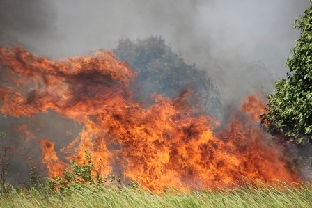 Đám cháy bùng phát dữ dội tại khu đất đầy cỏ cây rậm rạp rộng hơn 10 hecta trong KCN Hiệp Phước