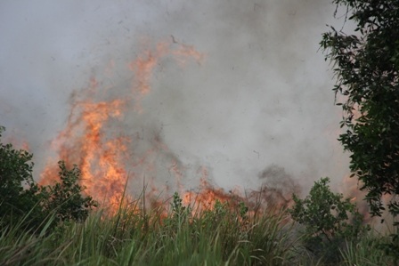 Đám cháy bùng phát dữ dội tại khu đất đầy cỏ cây rậm rạp rộng hơn 10 hecta trong KCN Hiệp Phước