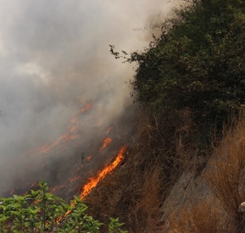 Đám cháy bước đầu xác định do nhóm thanh niên đốt lửa bắt rắn gây ra...