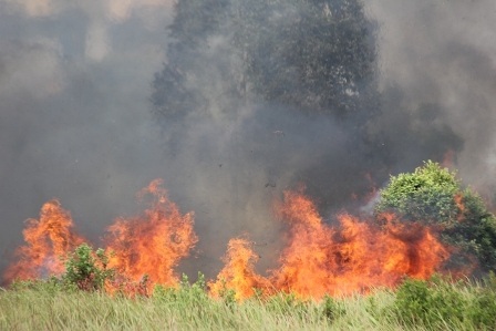 Đến gần 16h cùng ngày, đám cháy mới cơ bản được khống chế.