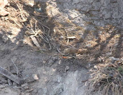 Phát hiện đạn cối khi đào cống thoát nước