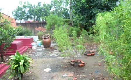 Phát hiện vườn cần sa giữa Sài Gòn: Chỉ xử phạt hành chính - 1 Do mới vi phạm lần đầu nên hành vi của ông Hùng chỉ bị xử phạt hành chính.