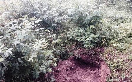 Khu dân cư rúng động với hành động kỳ lạ của đôi vợ chồng trẻ - 2 Đôi vợ chồng đào hố chôn cún cưng rồi khóc thương khiến người dân địa phương một phen rúng động