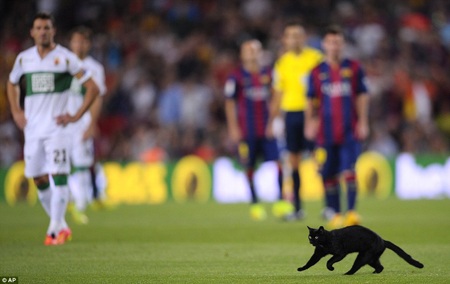 Mèo đen xuất hiện trong trận đấu của Barcelona với Elche