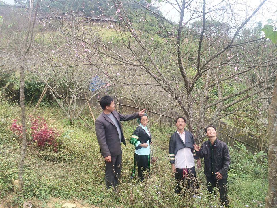 Chuyện người Mông trồng đào - 3 Những vườn đào của đồng bào Mông khoe sắc khi Tết cận kề.