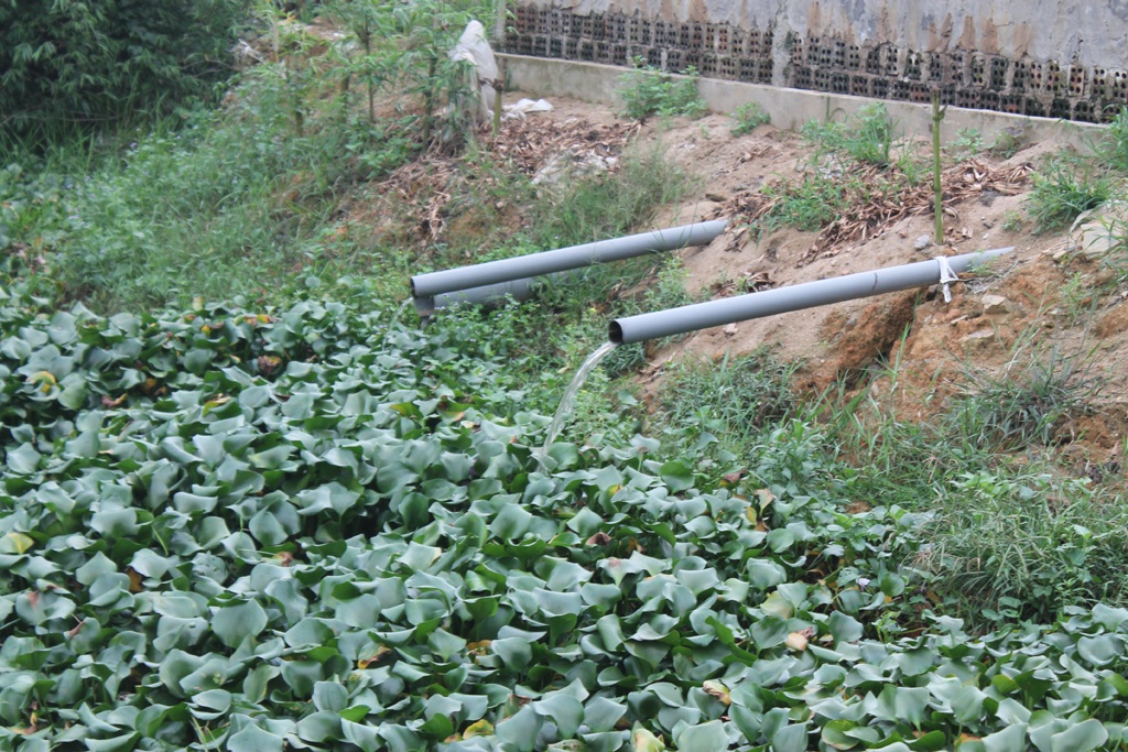 Dân kêu trời vì mùi thối từ trại chăn nuôi hàng nghìn con lợn - 5 Nước được xả ra môi trường tự nhiên qua các ống nhựa.