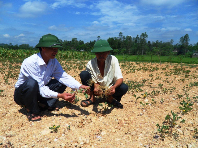 Nắng nóng kéo dài, nền sản xuất nông nghiệp bị đe dọa - 4 Nắng hạn, thiếu nước tưới khiến lạc bị héo, không phát triển.