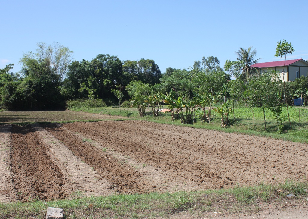 Mảnh đất mà UBND xã Nghi Đức đồng ý đổi cho bà Lương hiện vẫn là một thửa ruộng.