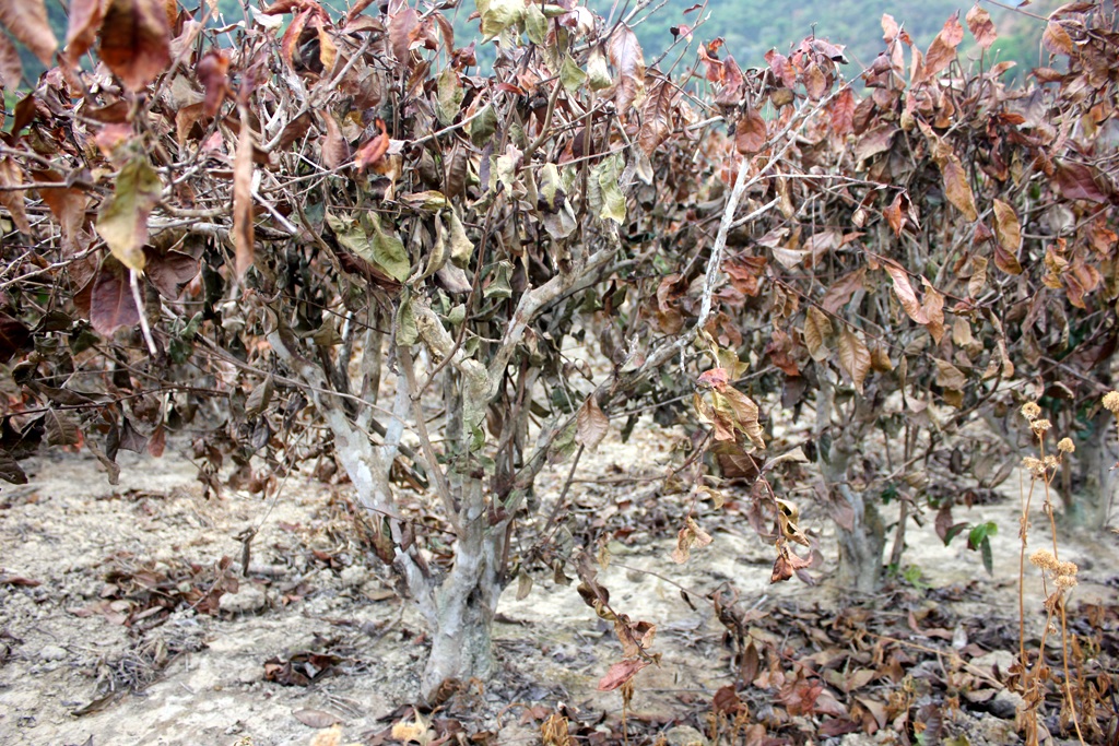 3.000ha chè bị chết cháy trong đợt hạn hán kỷ lục tại Nghệ An năm 2015.