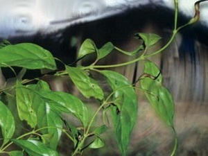 Bắt con dâu đầu độc gia đình chồng bằng lá ngón  - 1