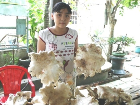 Xuất hiện "vườn" nấm mối "khổng lồ" tại Bình Dương - 1 Xuất hiện "vườn" nấm mối "khổng lồ" tại Bình Dương - 1