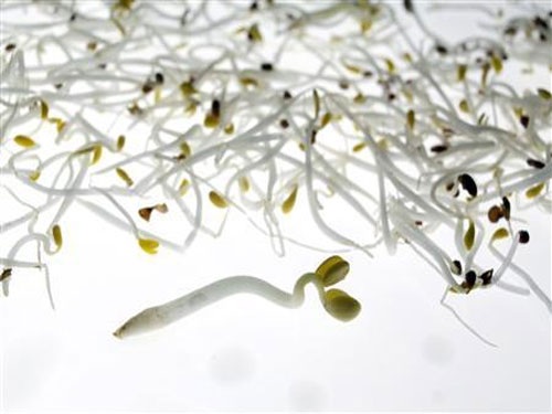 Đức: Tìm ra thủ phạm gây bùng phát dịch E.Coli chết người - 1 Đức: Tìm ra thủ phạm gây bùng phát dịch E.Coli chết người - 1