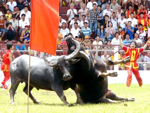 Hai khán giả nhập viện vì bị trâu chọi húc - 2 Hai khán giả nhập viện vì bị trâu chọi húc - 2